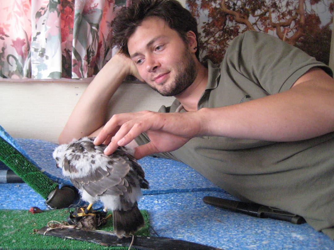 Falconer working with a hawk