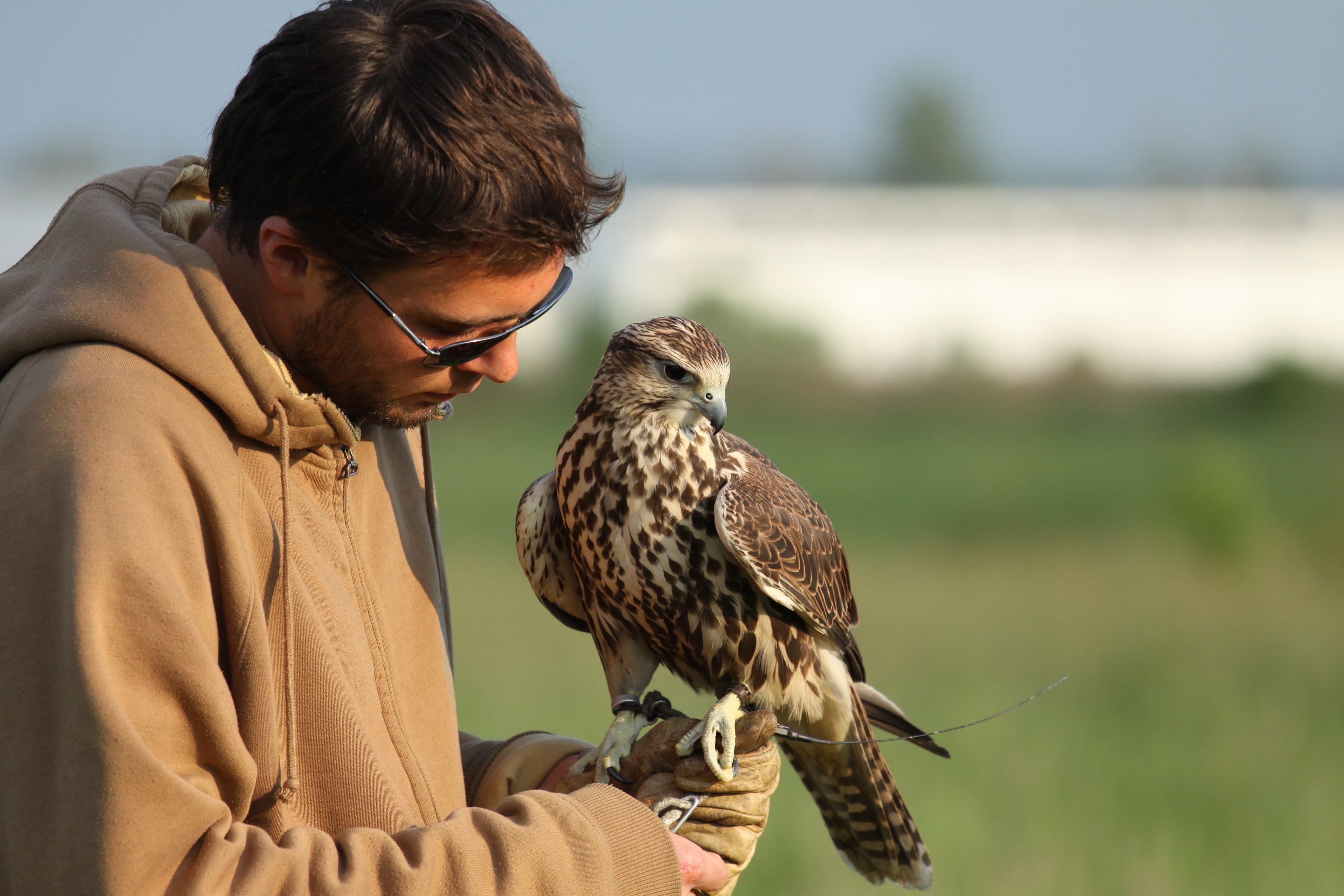 Sokolnik z sokołem wędrownym