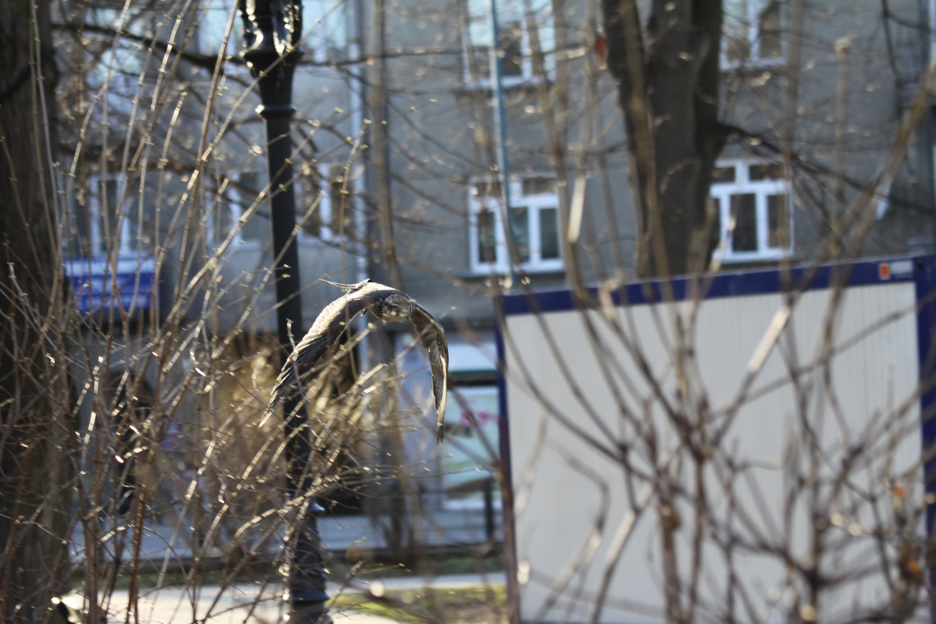 raróg między drzewami