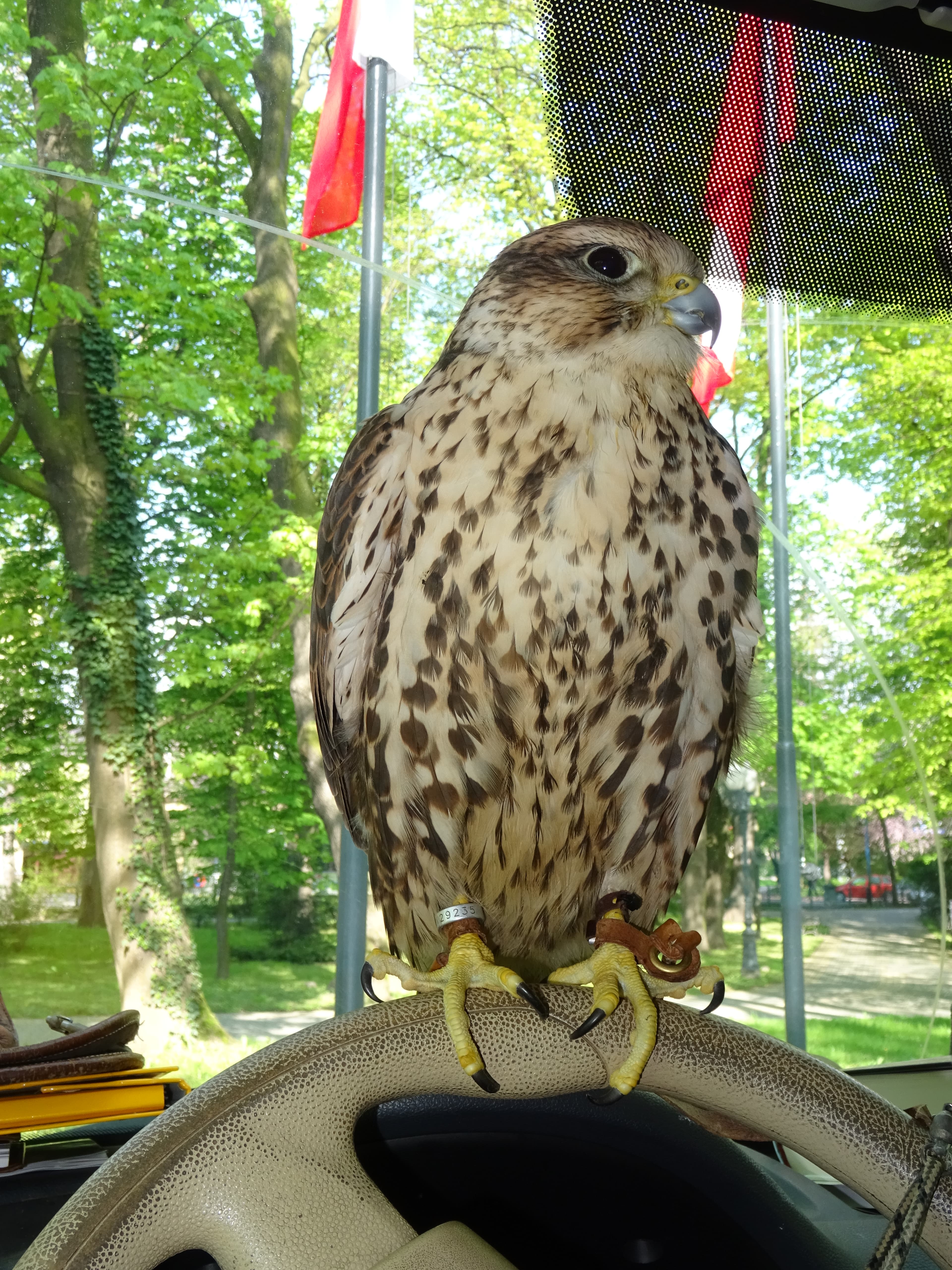 raróg na kierownicy